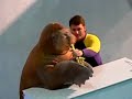 Dancing, Saxophone Playing Walrus Dancing, Saxophone Playing Walrus