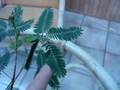 Mimosa pudica 'The Sensitive Plant'