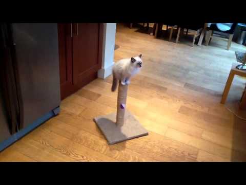 Ziggy Ragdoll of the Week 0 Ziggy Ragdoll of the Week