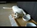 水を飲むポッケ