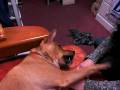 videos de Dogbook Movie: Being Playful
