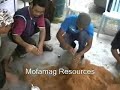 cendawan tiram puchong cendawan tiram puchong