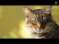 Cute and wonderful pets/animals/cats/cute animals