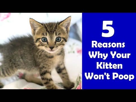 5 Reasons Why Your Kitten Won't Poop