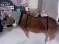 My new Breyer, Pal!