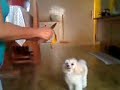 Até cachorro prefere fruta - Hortitube Até cachorro prefere fruta - Hortitube