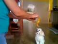 Até cachorro prefere fruta - Hortitube