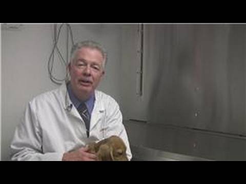 how to care puppies after birth