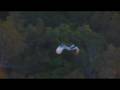 Fly with a Jabiru in the sky around pristine everglades