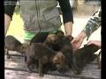 Zoo Safa Hinojosa - CMTV