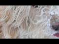 videos de Fluffy Dog Meets Fluffy Snow and It's a Ball!