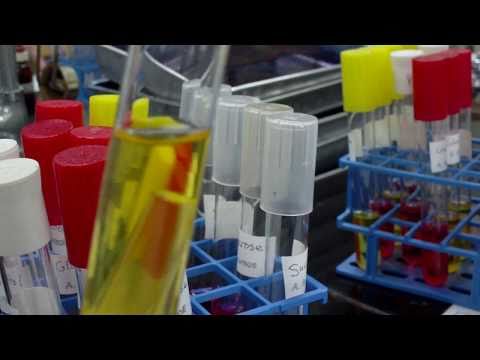 how to perform lactose fermentation test