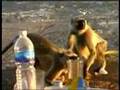 Postcards from Pushkar part01