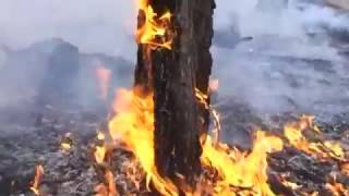 В Иркутской области введен особый противопожарный режим