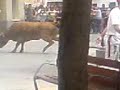 utebo vacas