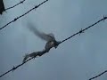 teledysk, klip, Travis,- Last Train