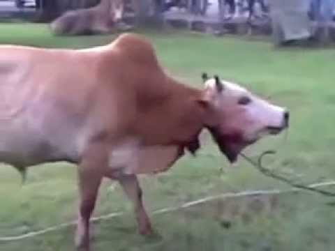 sembelih lembu - Semangat lembu ni lagi, dah kena sembelih pun masih hidup lagi.