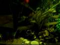 My 75 gallon aquarium
