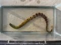 Arenicola Marina (lug worm) Arenicola Marina (lug worm)