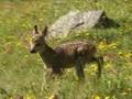 piccolo bambi a pila