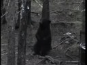 Dancing bear