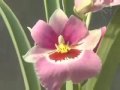 http://www.multifloranet.com.br/     floricultura multiflora fernandopolis multifloranet multi vasos fernandopolis jardim vasos jardinagem substratos terra vegetal humus de minhoca flores naturais arranjos artificiais arvores frutiferas ceramicas fontes chafarizes estatuas colunas