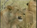 Nkuhuma Lion Pride Pt.1