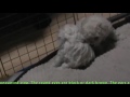 Bichon Frise