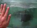 Hoplias aimara : Tropical Aquarium Fish Video