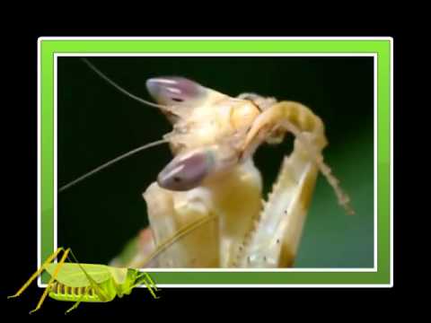 VÍDEOS SOBRE INSECTOS | CIENCIAS NATURALES