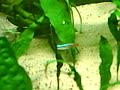Neon Tetra Disease