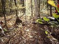 Millstream Preserve Pheasant Hunt 2