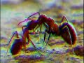 MICROKOSMOS RMX INSECTS - VJ BOLVERK & VROMB MICROKOSMOS RMX INSECTS - VJ BOLVERK & VROMB