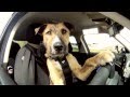 Des chiens apprennent à conduire.