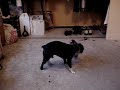 My crazy Boston Terrier Bruiser