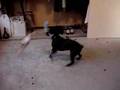 Boston Terrier video