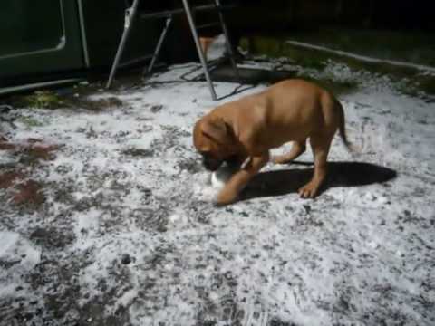 bullmastiff