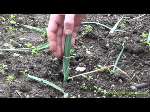 how to transplant spring onions