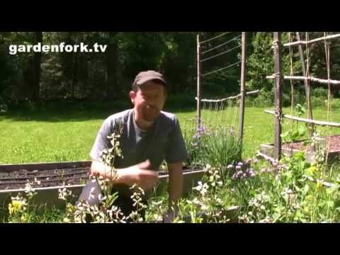 how to harvest vegetables from a garden