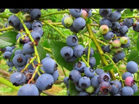 how to harvest blueberries