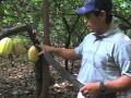 Sustainable Cacao in Southern Belize - YouTube