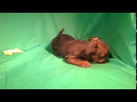 Baby Brussels griffon HONEY girl
