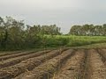 Sugar Cane field - Louisiana