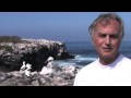 Richard Dawkins explains the related egg-laying habits of Nazca Boobies, Blue Footed Boobies and Gannetts. These evolved adaptations may seem cruel to us, but the genes for these varying insurance policies get passed on through the surviving chicks to future generations. Download Quicktime: iPhone: c0116791.cdn.cloudfiles.rackspacecloud.com 720p HD: c0116791.cdn.cloudfiles.rackspacecloud.com Get the RDF TV podcast through iTunes! itunes.apple.com 