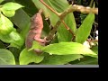Caméléon au conservatoire Botanique des Colimaçons
