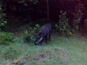 wild hog eating some corn wild hog eating some corn