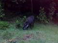 wild hog eating some corn