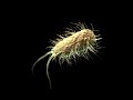 e.coli