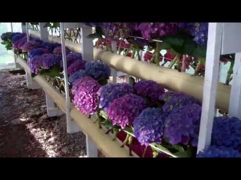 how to harvest hydrangea flowers