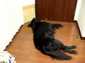 犬の痙攣